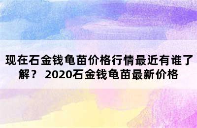 现在石金钱龟苗价格行情最近有谁了解？ 2020石金钱龟苗最新价格